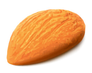 Almond nut without shell isolated on white background. Realistic 3d Vector illustration. Ready to use for your design, presentation, promo, ad. EPS10.