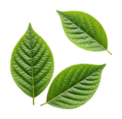 Fototapeta premium Exploring green leaf patterns nature isolated on transparent background