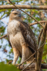 A beautiful portrait of a changeable hawk-eagle or crested hawk-eagle (Nisaetus cirrhatus) Pale-morph, Tikarpada, Satkosia, Odisha, India