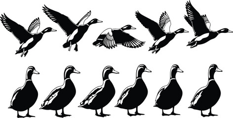 Set of black vector mallard duck silhouettes featuring flying flock and standing birds isolated on white background.