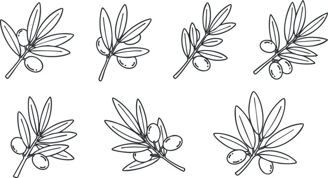 A collection of olive branches with leaves and fruits in black outline vector style, suitable for culinary designs and organic branding