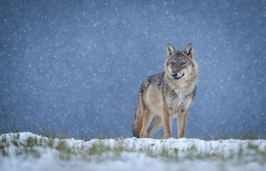Grey wolf ( Canis lupus ) close up