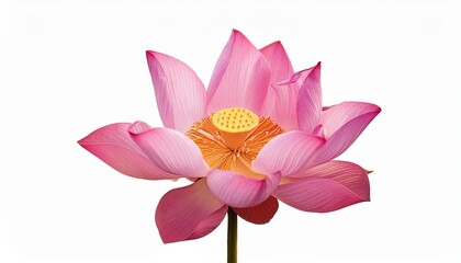 Pink Lotus Flower on White Background Symbol of Beauty and Purity