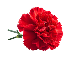 Red Carnation Bloom Isolated on Black
