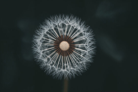 Close up of a dandelion seed head against a dark background