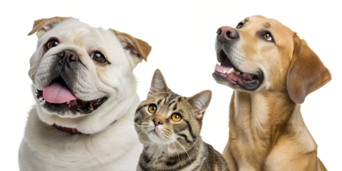Portrait of a funny English Bulldog, a Scottish Straight cat, and a Labrador Retriever, close-up and isolated on a white background.