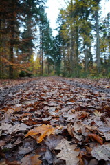 autumn in the forest