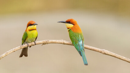 Obraz premium A pair of Chestnut-headed bee-eater (Merops leschenaulti) sitting on a branch in a blurred forest background. West Bengal, India