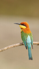 A Chestnut-headed bee-eater (Merops leschenaulti) sitting on a branch in a blurred forest  background. West Bengal, India