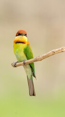A Chestnut-headed bee-eater (Merops leschenaulti) sitting on a branch in a blurred forest  background. West Bengal, India