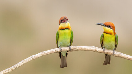A pair of Chestnut-headed bee-eater (Merops leschenaulti) sitting on a branch in a blurred forest  background. West Bengal, India