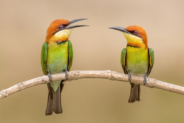 Fototapeta premium A pair of Chestnut-headed bee-eater (Merops leschenaulti) sitting on a branch in a blurred forest background. West Bengal, India