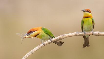A pair of Chestnut-headed bee-eater (Merops leschenaulti) sitting on a branch with kill in a blurred forest  background. West Bengal, India