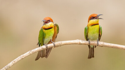 Fototapeta premium A pair of Chestnut-headed bee-eater (Merops leschenaulti) sitting on a branch in a blurred forest background. West Bengal, India