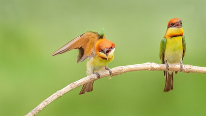 A pair of Chestnut-headed bee-eater (Merops leschenaulti) sitting on a branch in a blurred forest  background. West Bengal, India