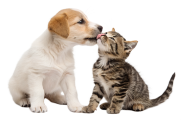 Cute portrait of a puppy and kitten licking together, isolated on a white background. Adorable pet moment showing sweet interaction between two young animals