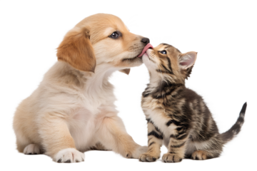 Cute portrait of a puppy and kitten licking together, isolated on a white background. Adorable pet moment showing sweet interaction between two young animals