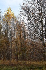A landscape in autumn.