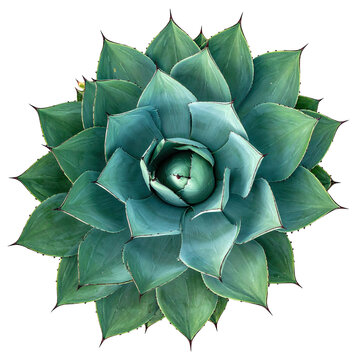 Overhead view of a symmetrical succulent plant with layered teal-green leaves
