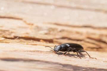 Black Ground Beetle Closeup on a Wood Log