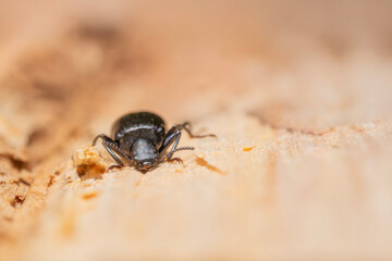 Closeup of the Face of a Pennsylvania Ground Beetle
