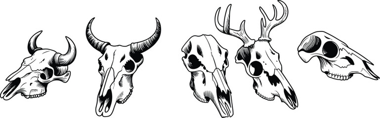 Collection of detailed hand-drawn animal skull illustrations featuring horns and antlers, ideal for tattoo art, anatomy references, rustic decor, and design projects