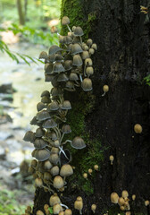 Mica Cap mushrooms, (Coprinellus Micaceus) growing in a large cluster on a tree in North Carolina