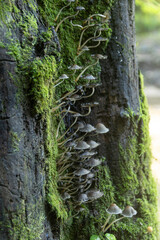 Mica Cap mushrooms, (Coprinellus Micaceus) growing in a large cluster on a tree in North Carolina