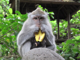 Long-tailed macaque eating a banana in Ubud’s Monkey Forest, surrounded by lush tropical greenery.