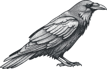 Obraz premium A detailed illustration of a crow in vintage black and white style, ideal for nature-themed designs and artwork
