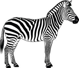 Black silhouette of a horse-drawn carriage and a bicycle rickshaw, depicting vintage transport and historical urban travel means, isolated detailed vector illustration on white background.