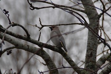 A cute waxwing on a branch in autumn.