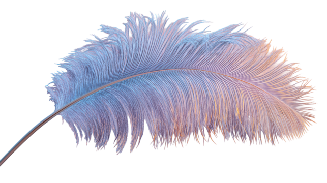 Delicate iridescent feather isolated on transparent background