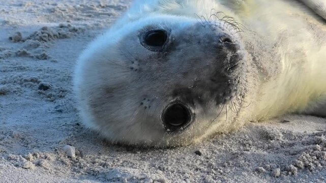 Niedliche, junge Kegelrobbe in Gro&szlig;aufnahme mit Augen, Nase und Barthaaren, Halichoerus grypus