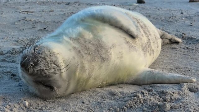Junge Kegelrobbe liegt ganz entspannt am Sandstrand, Nahaufnahme, Halichoerus grypus