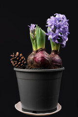 Jacinthes en pot sur fond noir