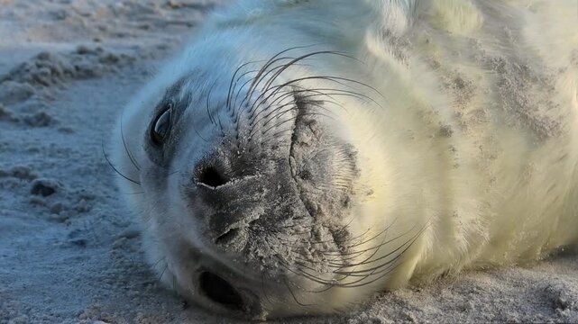 Kopf von junger Kegelrobbe mit Nase und Barthaaren in Gro&szlig;aufnahme, Halichoerus grypus