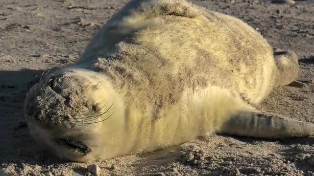 Junge Kegelrobbe liegt mit sandigem Kopf und Fell am Strand, Nahaufnahme, Halichoerus grypus