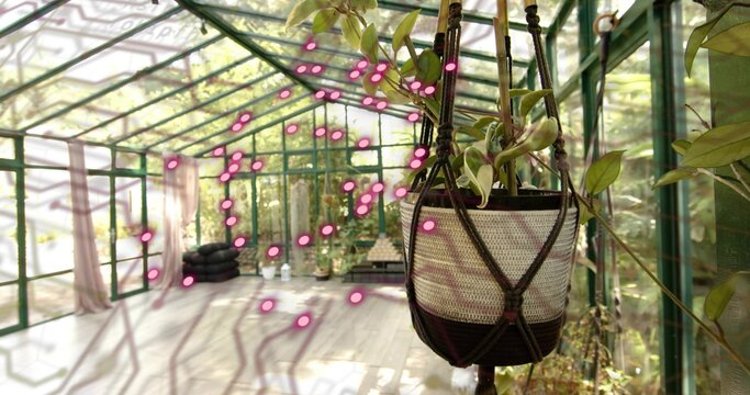 Hanging macrame planter holding trailing vine in glass greenhouse, wooden floor shadows, copy space - Powered by Adobe