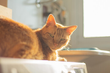 Bored ginger cat with broken whiskers bathing on sunlight. Horizontal pet portrait with copy space, ideal for domestic feline, animal behavior,  and pet care ads.