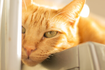 Sad ginger cat lying on the sunlight, feeling lonely. Horizontal close-up shot with copy space, ideal for pet adoption, animal care and feline issues.