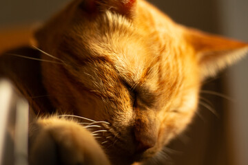 Ginger cat sleeping on the sunlight. Candid moment at home. Horizontal close-up shot, ideal for pet care, veterinarian ads, and feline sleep issues.