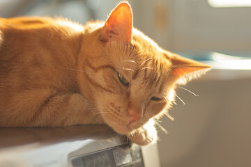Sad ginger cat lying on the sunlight feeling depressed. Horizontal shot with copy space, ideal for pet care, shelter animal, pet adoption and feline emotion.