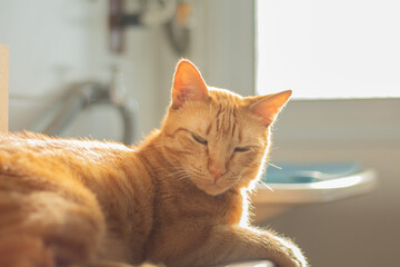Sleepy ginger cat lying down, bathing on sunlight. Candid moment at home. Horizontal pet portrait with copy space, ideal for domestic animal care and feline sleep.