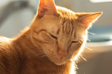 Close-up shoot of sleepy ginger cat lying down, bathing on sunlight. Horizontal pet portrait, great for domestic animal care, pet adoption and feline sleep.