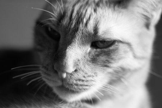 Black and white close-up shot of domestic cat. Horizontal pet portrait, ideal for feline issues, animal depression, and veterinary clinic ads.