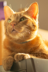 Beautiful ginger cat with broken white whiskers looking upward. Vertical pet portrait ideal for domestic animals and feline social media ads.
