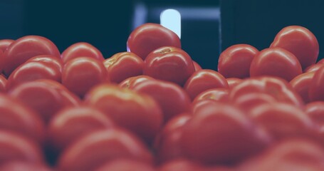 Displaying cluster of ripe red tomatoes gleaming on supermarket produce bin, with aisle light