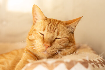 Cute sleepy ginger cat lying down with eyes closed at home. Horizontal pet portrait with copy space, ideal for domestic feline, cat behavior and animal care ads.