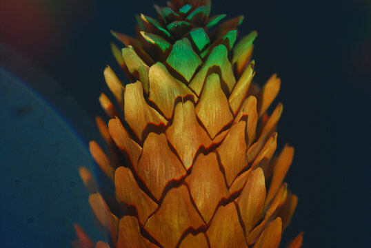 close up of a pine cone